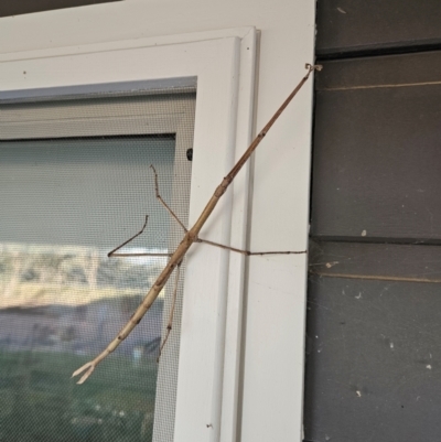 Acrophylla titan (Titan Stick Insect) at Gundaroo, NSW - 21 Dec 2023 by justinpurtle