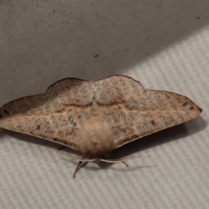 Antictenia punctunculus at Casey, ACT - 16 Feb 2024 10:36 PM