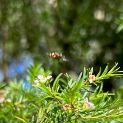 Eristalinus punctulatus (Golden Native Drone Fly) at GG182 - 29 Jan 2024 by KMcCue