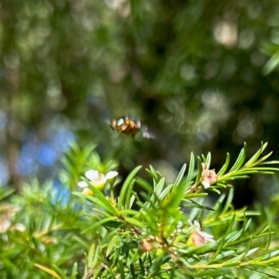 Eristalinus punctulatus (Golden Native Drone Fly) at GG182 - 28 Jan 2024 by KMcCue