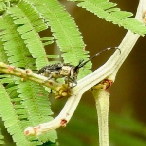 Ancita marginicollis at Aranda, ACT - 16 Feb 2024