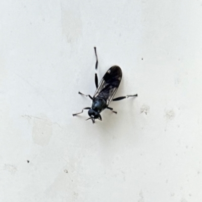 Exaireta spinigera (Garden Soldier Fly) at Aranda, ACT - 16 Feb 2024 by KMcCue