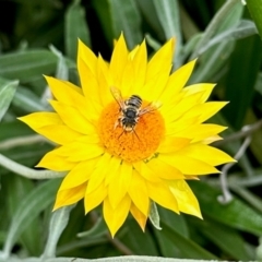 Megachile (Eutricharaea) macularis at Aranda, ACT - 16 Feb 2024 01:44 PM