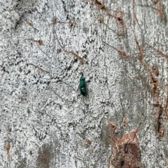 Chrysididae (family) (Cuckoo wasp or Emerald wasp) at Aranda, ACT - 16 Feb 2024 by KMcCue