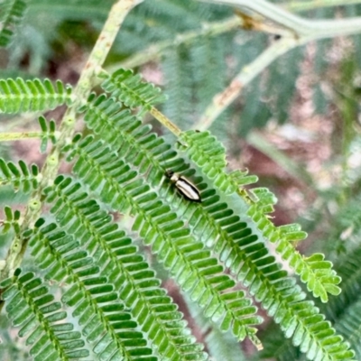 Monolepta froggatti (Leaf beetle) at Aranda, ACT - 16 Feb 2024 by KMcCue