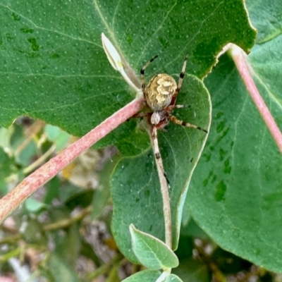 Salsa fuliginata (Sooty Orb-weaver) at Aranda, ACT - 16 Feb 2024 by KMcCue