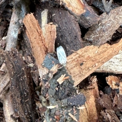 Tipanaea patulella at Aranda, ACT - 15 Feb 2024 by KMcCue