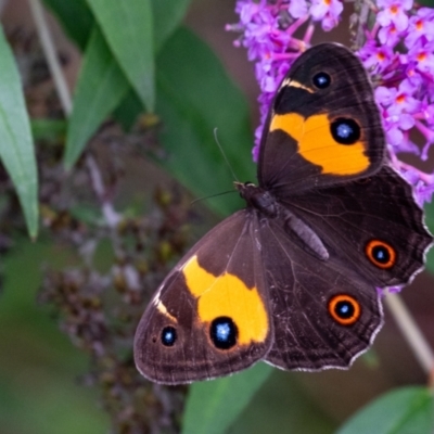 Tisiphone abeona (Varied Sword-grass Brown) at Wingecarribee Local Government Area - 16 Feb 2024 by Aussiegall