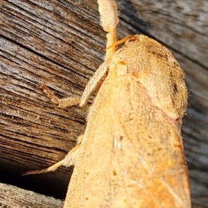 Elhamma australasiae at Gundaroo, NSW - 16 Feb 2024 07:08 PM