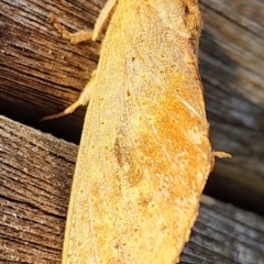 Elhamma australasiae at Gundaroo, NSW - 16 Feb 2024 07:08 PM