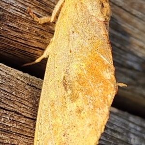 Elhamma australasiae at Gundaroo, NSW - 16 Feb 2024 07:08 PM