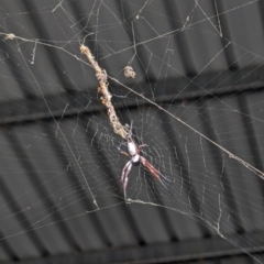 Trichonephila edulis (Golden orb weaver) at Kenny, ACT - 16 Feb 2024 by AniseStar