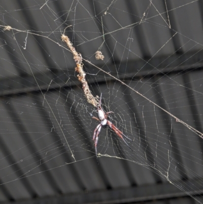 Trichonephila edulis (Golden orb weaver) at Kenny, ACT - 17 Feb 2024 by AniseStar