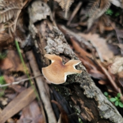 Unidentified Polypore - Non-fleshy texture, stem central or lateral  at Rossi, NSW - 16 Feb 2024 by Csteele4