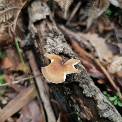 Unidentified Polypore - Non-fleshy texture, stem central or lateral  at Tallaganda State Forest - 16 Feb 2024 by Csteele4