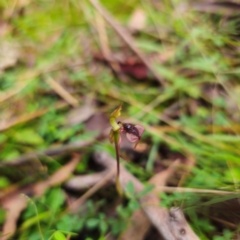 Chiloglottis reflexa (Short-clubbed Wasp Orchid) at Rossi, NSW - 16 Feb 2024 by Csteele4