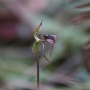 Chiloglottis reflexa at QPRC LGA - 16 Feb 2024