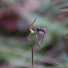 Chiloglottis reflexa at QPRC LGA - 16 Feb 2024