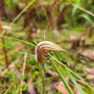 Diplodium coccinum at QPRC LGA - 16 Feb 2024