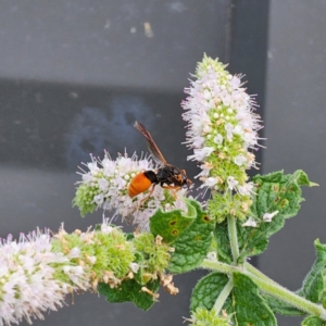 Pseudabispa bicolor at Clear Range, NSW - suppressed