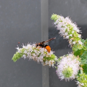 Pseudabispa bicolor at Clear Range, NSW - suppressed