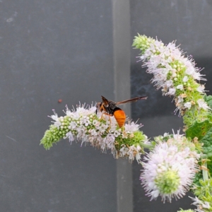 Pseudabispa bicolor at Clear Range, NSW - suppressed