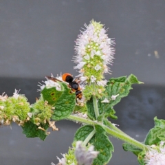 Pseudabispa bicolor at Clear Range, NSW - suppressed