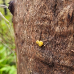 Caenoplana sulphurea (A Flatworm) at QPRC LGA - 16 Feb 2024 by Csteele4