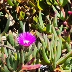 Carpobrotus rossii (Pigface) at Flinders Chase, SA - 16 Feb 2024 by Mike