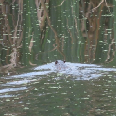 Hydromys chrysogaster (Rakali or Water Rat) at Jerrabomberra Wetlands - 17 Feb 2024 by SandraH