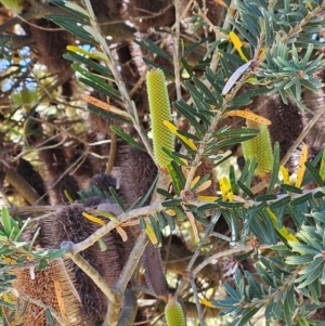 Banksia marginata at QPRC LGA - 17 Feb 2024 12:09 PM