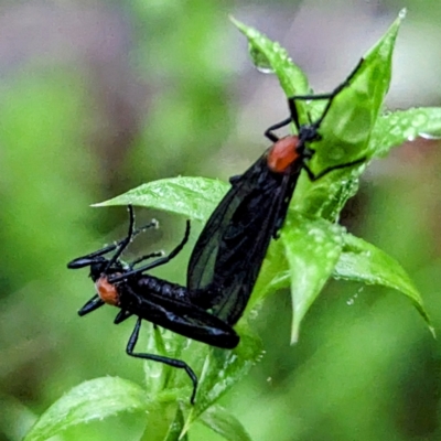 Bibio superfluus (Garden maggot) at Harolds Cross, NSW - 15 Feb 2024 by HelenCross