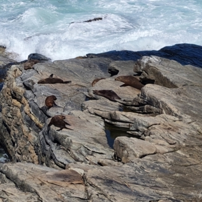 Arctocephalus forsteri (New Zealand Fur Seal) at Flinders Chase, SA - 16 Feb 2024 by Mike