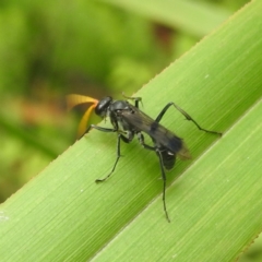 Fabriogenia sp. (genus) (Spider wasp) at Tallaganda State Forest - 16 Feb 2024 by HelenCross