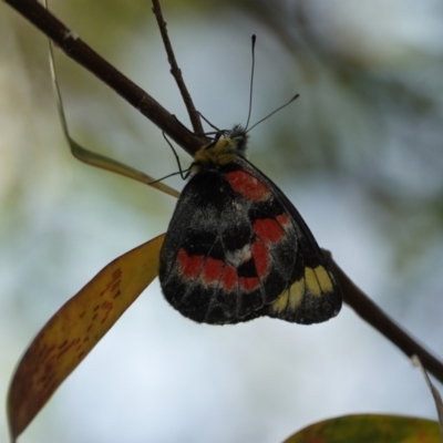 Delias harpalyce (Imperial Jezebel) at Hall, ACT - 16 Feb 2024 by Anna123