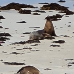 Neophoca cinerea (Australian sea-lion) - 16 Feb 2024 by Mike