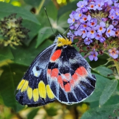 Delias harpalyce (Imperial Jezebel) at QPRC LGA - 16 Feb 2024 by MatthewFrawley