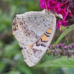 Junonia villida (Meadow Argus) at QPRC LGA - 17 Feb 2024 by MatthewFrawley