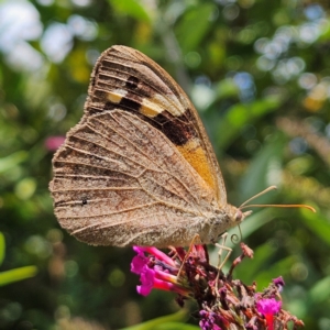 Heteronympha merope at QPRC LGA - 17 Feb 2024