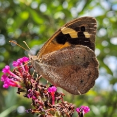 Heteronympha merope at QPRC LGA - 17 Feb 2024