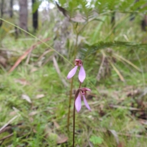 Eriochilus magenteus at QPRC LGA - 16 Feb 2024