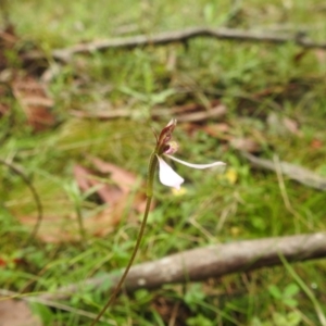 Eriochilus magenteus at QPRC LGA - 16 Feb 2024