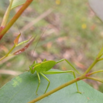 Caedicia simplex (Common Garden Katydid) at Rossi, NSW - 16 Feb 2024 by HelenCross