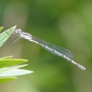 Austrolestes leda at Hall, ACT - 17 Feb 2024 10:24 AM