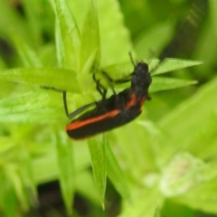 Pseudolycus sp. (genus) (Lycid-mimic oedemerid beetle) at Rossi, NSW - 16 Feb 2024 by HelenCross
