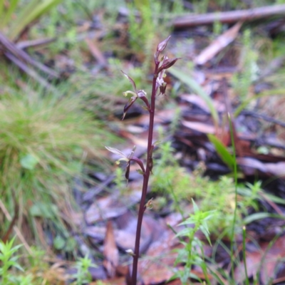 Acianthus exsertus (Large Mosquito Orchid) at QPRC LGA - 16 Feb 2024 by HelenCross