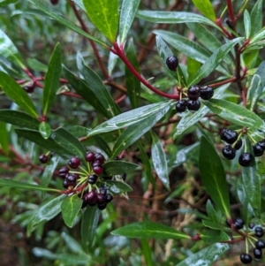 Tasmannia lanceolata at Tallaganda State Forest - 16 Feb 2024