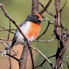 Petroica goodenovii (Red-capped Robin) at Chiltern-Mt Pilot National Park - 16 Feb 2024 by KylieWaldon