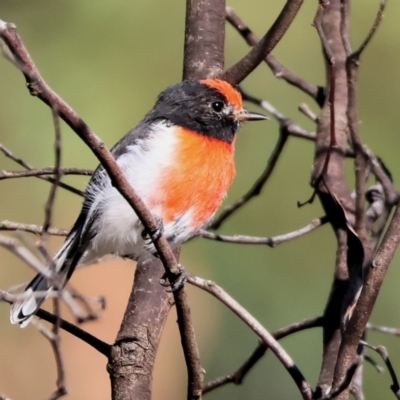 Petroica goodenovii (Red-capped Robin) at Chiltern-Mt Pilot National Park - 16 Feb 2024 by KylieWaldon