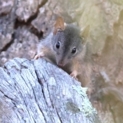 Antechinus flavipes (Yellow-footed Antechinus) at Chiltern-Mt Pilot National Park - 16 Feb 2024 by KylieWaldon